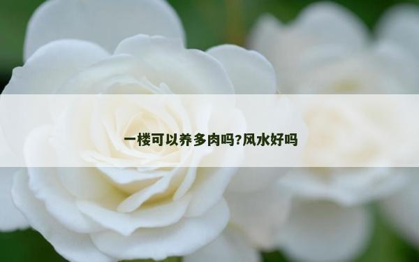 一楼可以养多肉吗?风水好吗