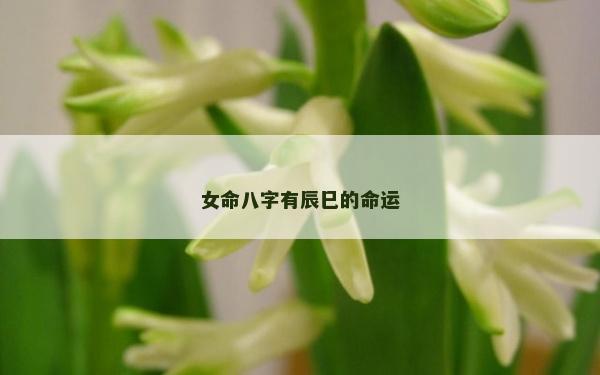 女命八字有辰巳的命运