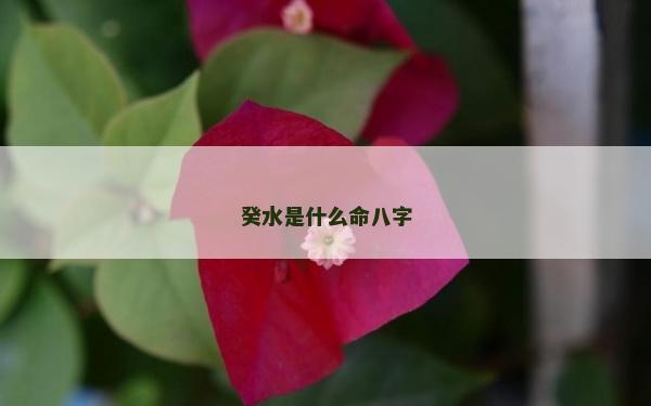 癸水是什么命八字