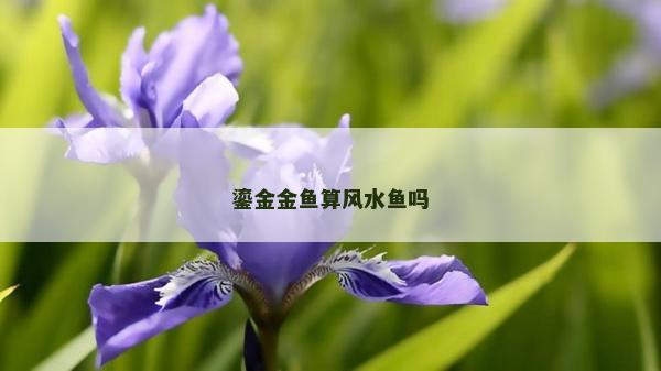 鎏金金鱼算风水鱼吗