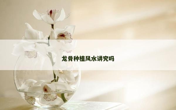 龙骨种植风水讲究吗