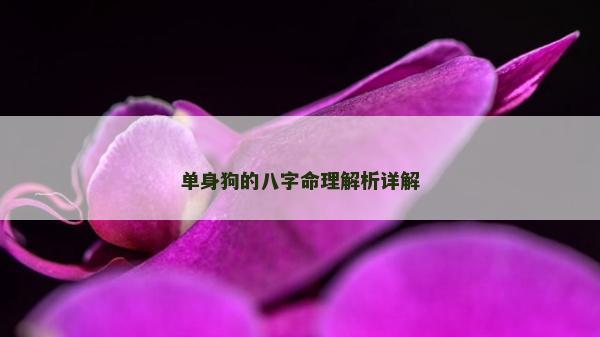 单身狗的八字命理解析详解