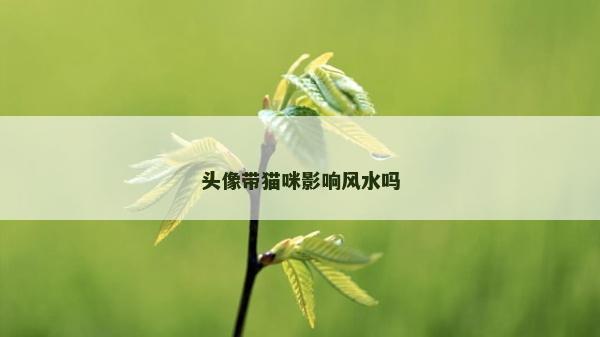 头像带猫咪影响风水吗