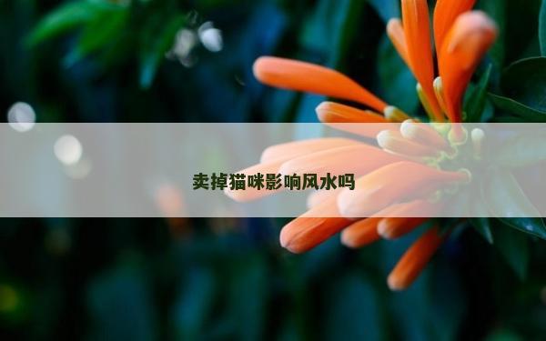 卖掉猫咪影响风水吗