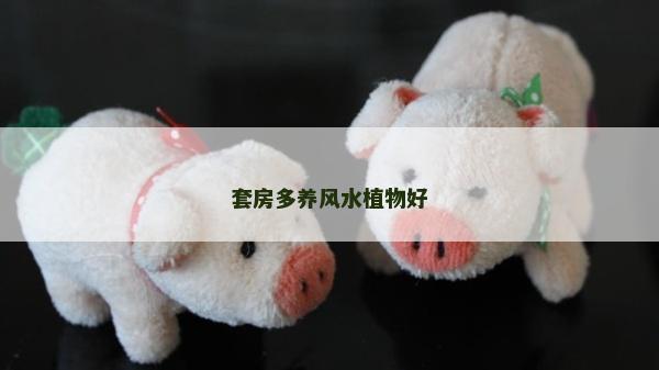 套房多养风水植物好