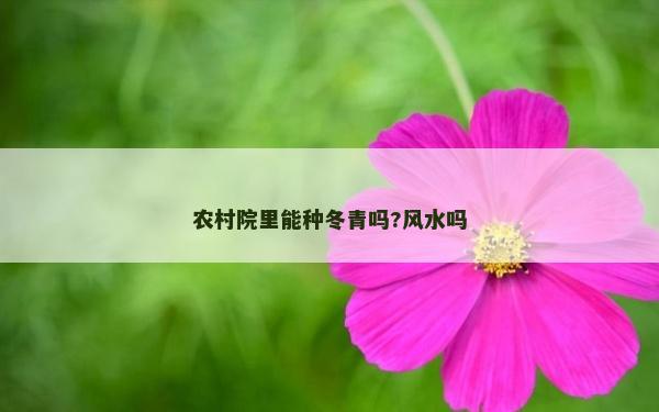 农村院里能种冬青吗?风水吗