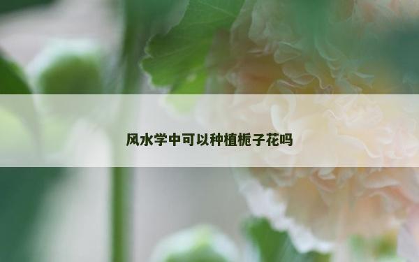 风水学中可以种植栀子花吗
