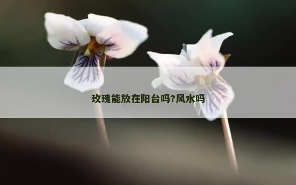 玫瑰能放在阳台吗?风水吗
