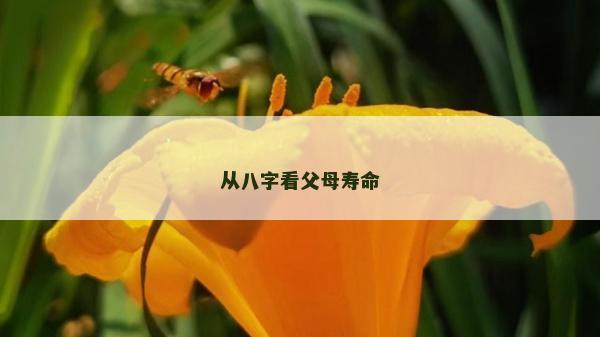 从八字看父母寿命