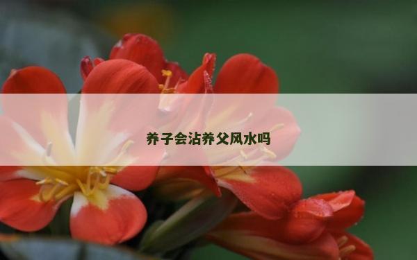 养子会沾养父风水吗