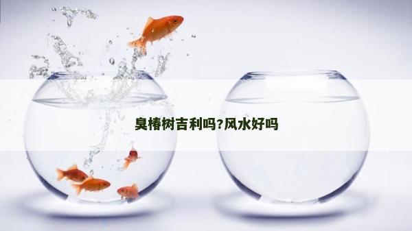 臭椿树吉利吗?风水好吗