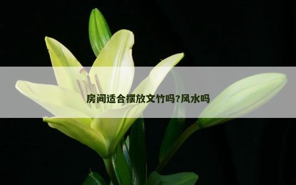 房间适合摆放文竹吗?风水吗