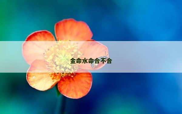 金命水命合不合