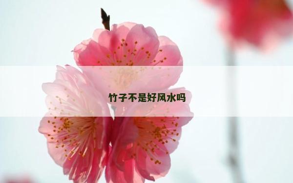 竹子不是好风水吗