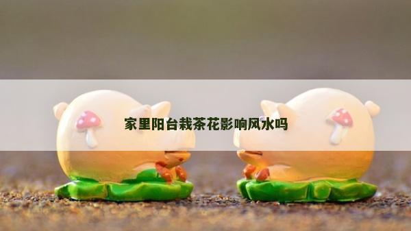 家里阳台栽茶花影响风水吗