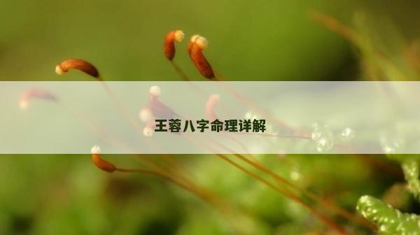 王蓉八字命理详解