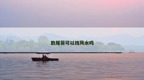 散尾葵可以挡风水吗