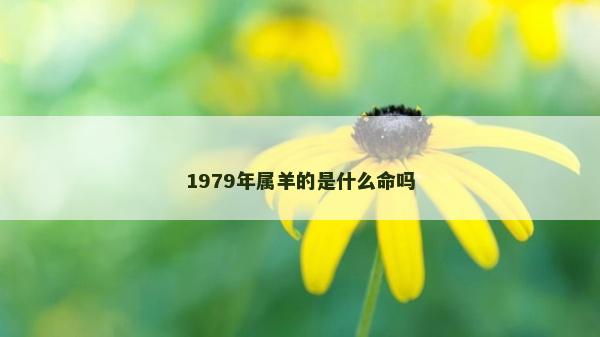 1979年属羊的是什么命吗