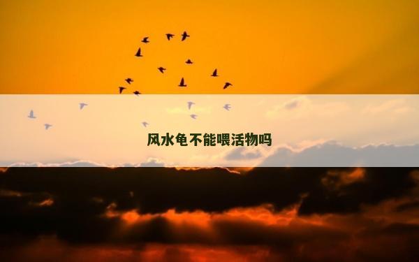 风水龟不能喂活物吗