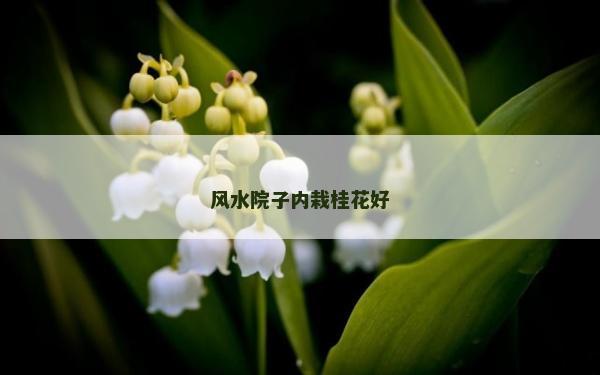 风水院子内栽桂花好