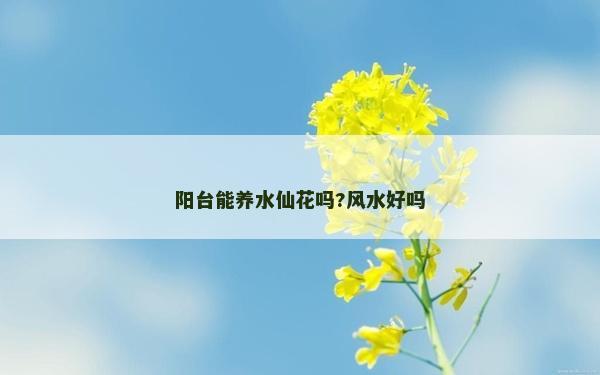阳台能养水仙花吗?风水好吗