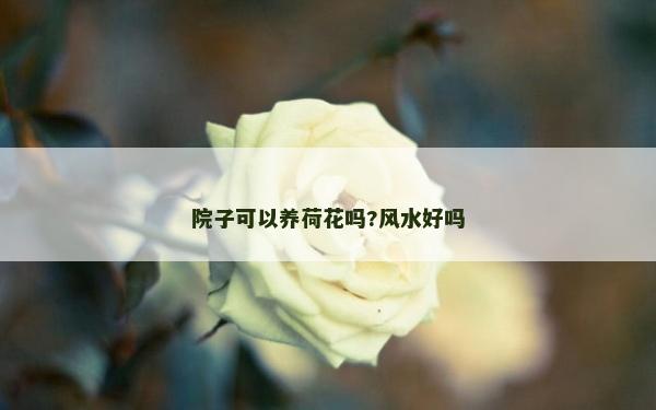 院子可以养荷花吗?风水好吗