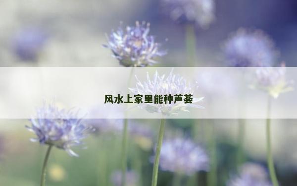 风水上家里能种芦荟