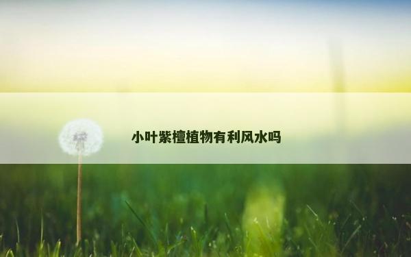 小叶紫檀植物有利风水吗