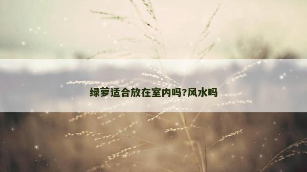 绿萝适合放在室内吗?风水吗