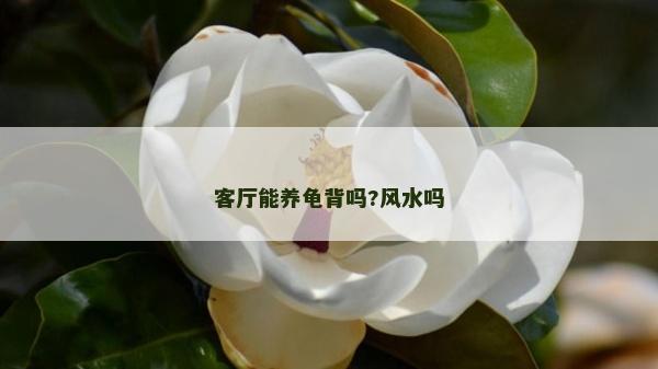 客厅能养龟背吗?风水吗