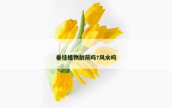 垂挂植物耐荫吗?风水吗