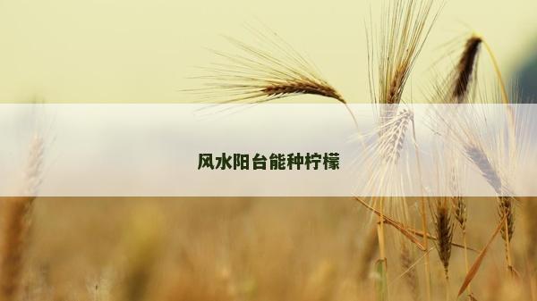风水阳台能种柠檬