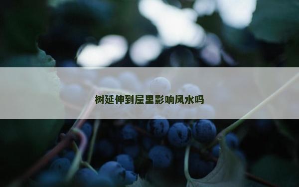 树延伸到屋里影响风水吗