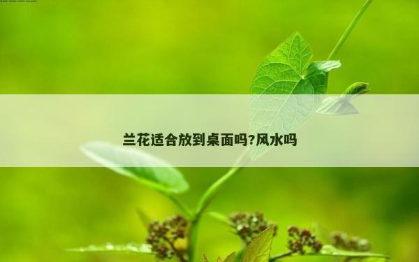 兰花适合放到桌面吗?风水吗