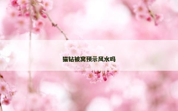 猫钻被窝预示风水吗