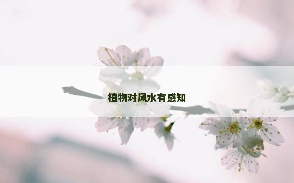 植物对风水有感知