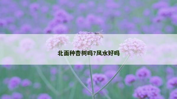北面种杏树吗?风水好吗