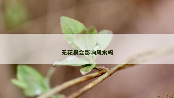 无花果会影响风水吗