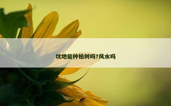 坟地能种柏树吗?风水吗