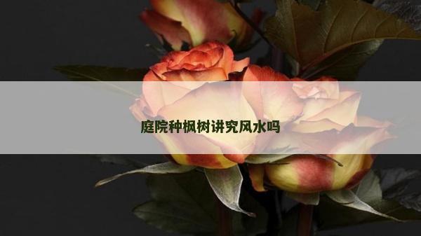 庭院种枫树讲究风水吗