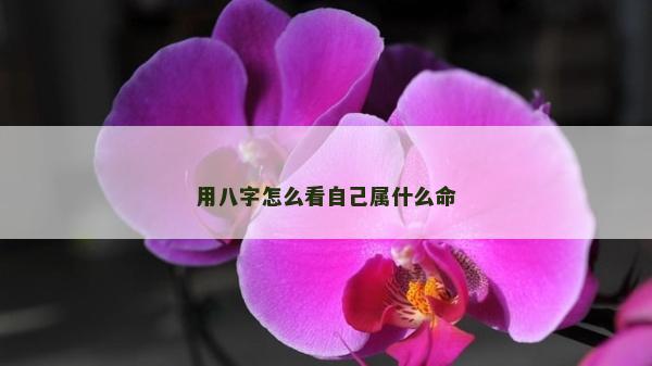 用八字怎么看自己属什么命