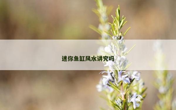 迷你鱼缸风水讲究吗