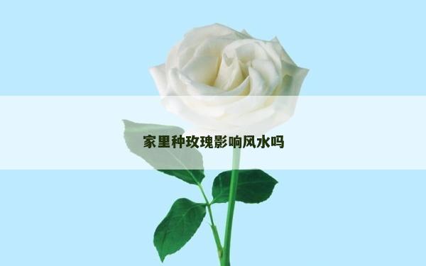 家里种玫瑰影响风水吗