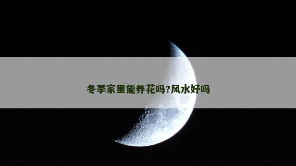 冬季家里能养花吗?风水好吗