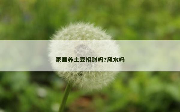 家里养土豆招财吗?风水吗