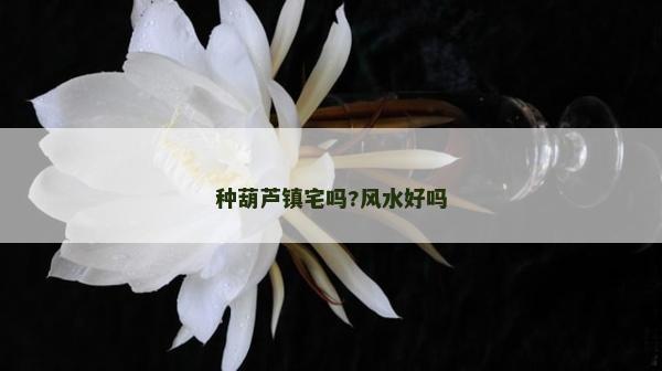种葫芦镇宅吗?风水好吗