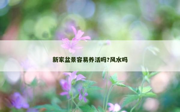 新家盆景容易养活吗?风水吗