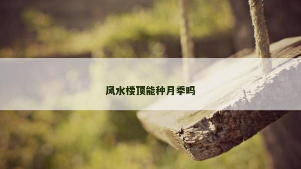 风水楼顶能种月季吗