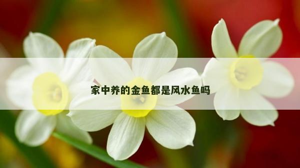 家中养的金鱼都是风水鱼吗