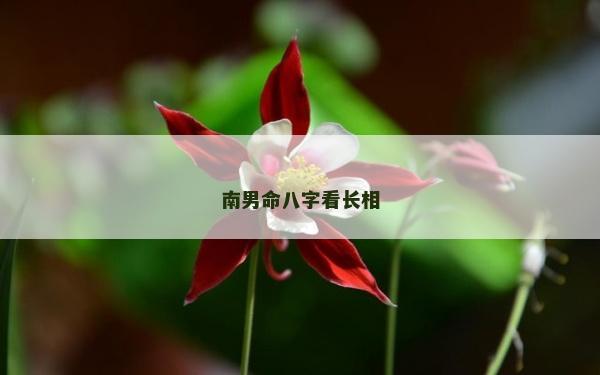 南男命八字看长相